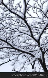 Branch of a winter tree covered with snow