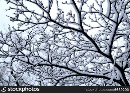 Branch of a winter tree covered with snow