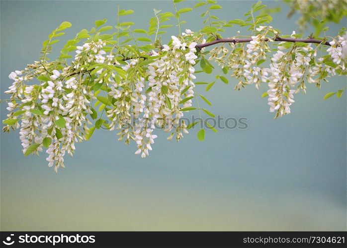 Branch of Acacia Flowers in spring time