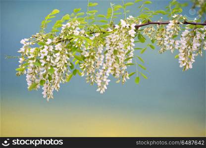 Branch of Acacia Flowers in spring time. Branch of Acacia Flowers