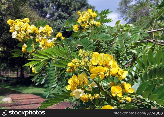 Branch of acacia tree with yellow flowers