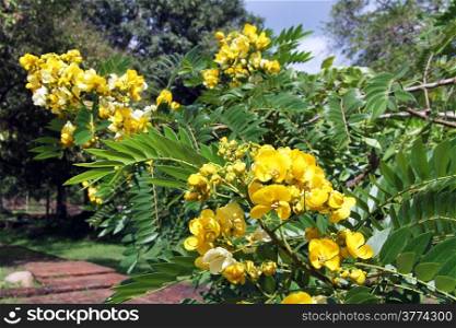 Branch of acacia tree with yellow flowers