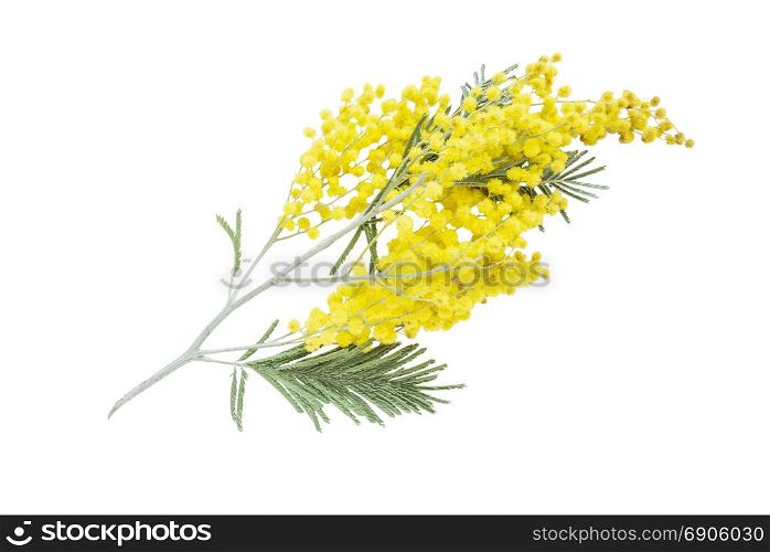 Branch of an acacia dealbata with yellow fluffy flowers, isolated on a white background
