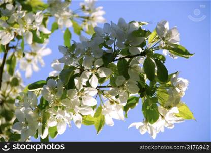 Branch of an apple tree blooming on background of blue sky