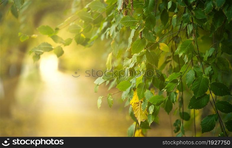 branch of an elm tree with green leaves in the rays of the setting sun. Banner