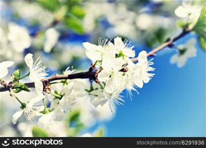 Branch of apple tree with blooming flowers against the sky
