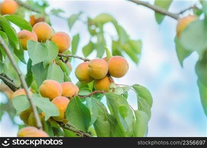Branch of apricot tree. Close-up of apricots growing.. Apricots on a branch. Apricots on tree