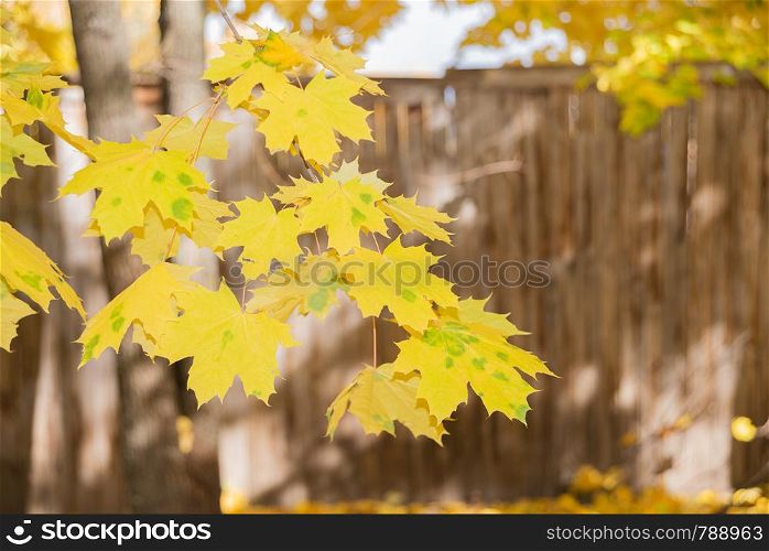 Branch of autumn maple with bright yellow leaves against the background of an old wooden fence