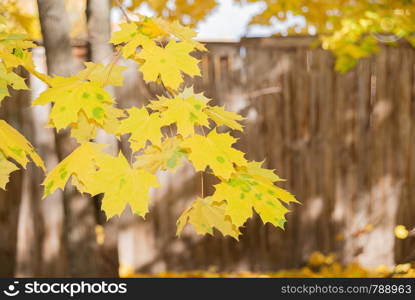 Branch of autumn maple with bright yellow leaves against the background of an old wooden fence