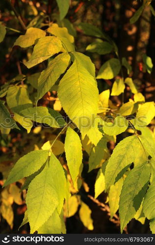 Branch of autumn tree with bright yellow foliage