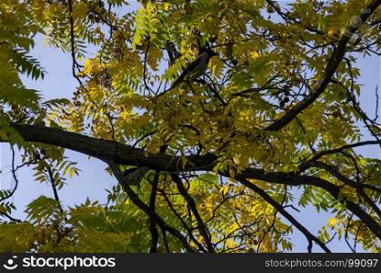 Branch of autumnal yellow foliage with crow in Popular Zaimov park, Sofia, Bulgaria