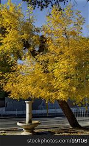 Branch of autumnal yellow foliage with fountain in Popular Zaimov park, Sofia, Bulgaria