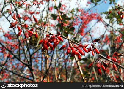 Branch of barberry bush in the forest