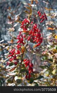 Branch of barberry bush in the garden in autumn