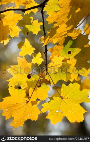 Branch of beautiful autumn maple leaves