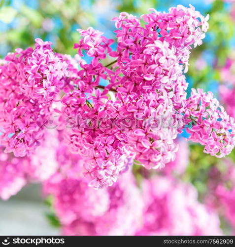 Branch of beautiful purple lilac flowers in the bush with green leaves