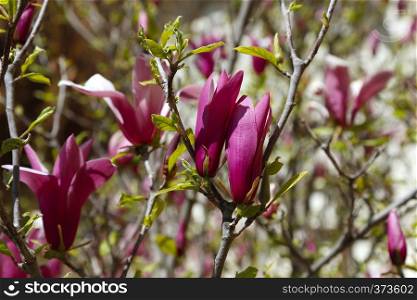 Branch of beautiful spring magnolia with big purple flowers