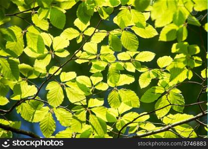 Branch of beech tree with leaves. Branch of a beech tree with leaves in spring on a sunny day