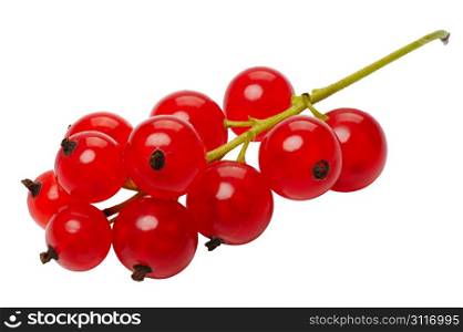 Branch of berries, red currants, isolated on a white background