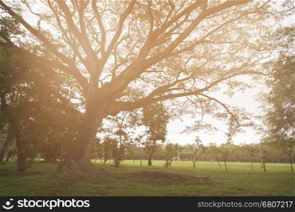 branch of big tree in park with sunlight background