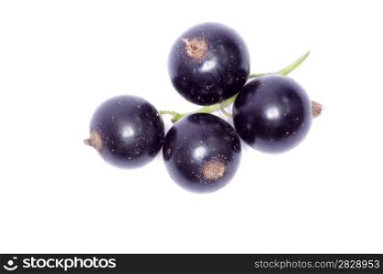 branch of black currant fruits isolated on white background