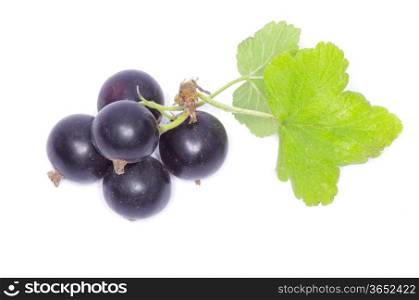 branch of black currant fruits isolated on white background