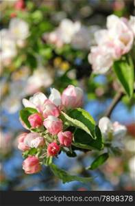 Branch of blossoming apple tree in spring