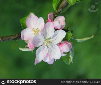 Branch of blossoming apple tree in spring