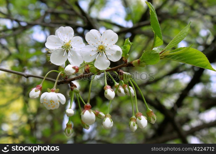 branch of blossoming tree with white flowers