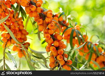 branch of buckthorn berries