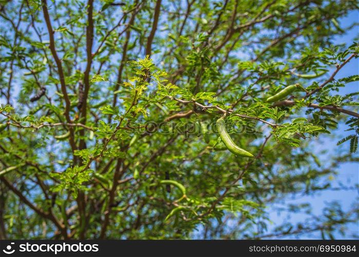 Branch of carob tree with unripe pods.