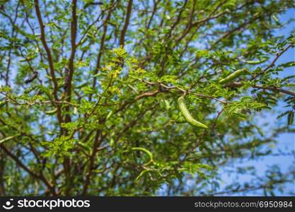 Branch of carob tree with unripe pods.