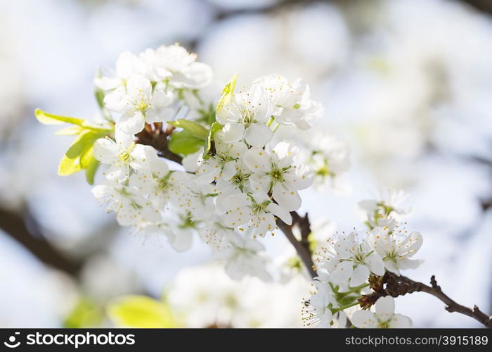 Branch of cherries with white flowers against the sky. Branch of cherries with flowers
