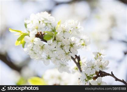 Branch of cherries with white flowers against the sky. Branch of cherries with flowers