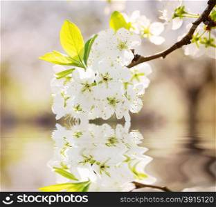 Branch of cherries with white flowers reflected in water. Branch of cherries with white flowers