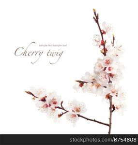 branch of cherry in bloom