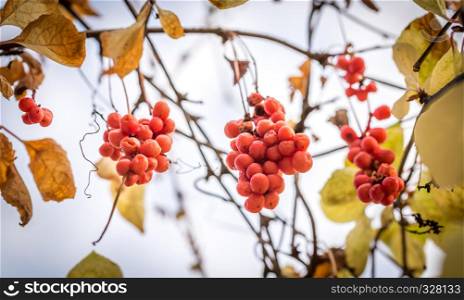 Branch of chinese magnolia vine berries