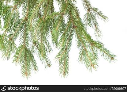 Branch of christmas fir tree isolated on white