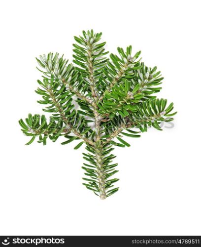 Branch of christmas tree isolated on white background. Fresh green spruce