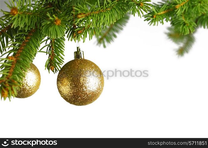 branch of Christmas tree with golden glass balls isolated on white background