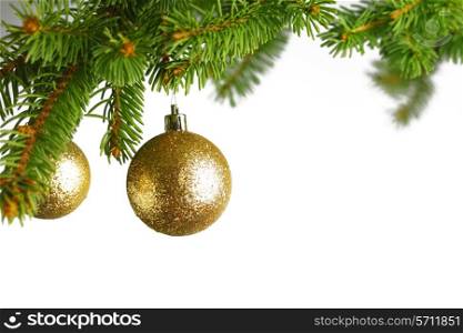 branch of Christmas tree with golden glass balls isolated on white background