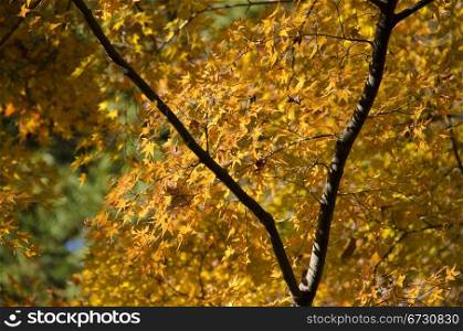 Branch of colorful autumn leaves. Branch of yellow golden leaves of japanese maple, Acer palmatum in autumn