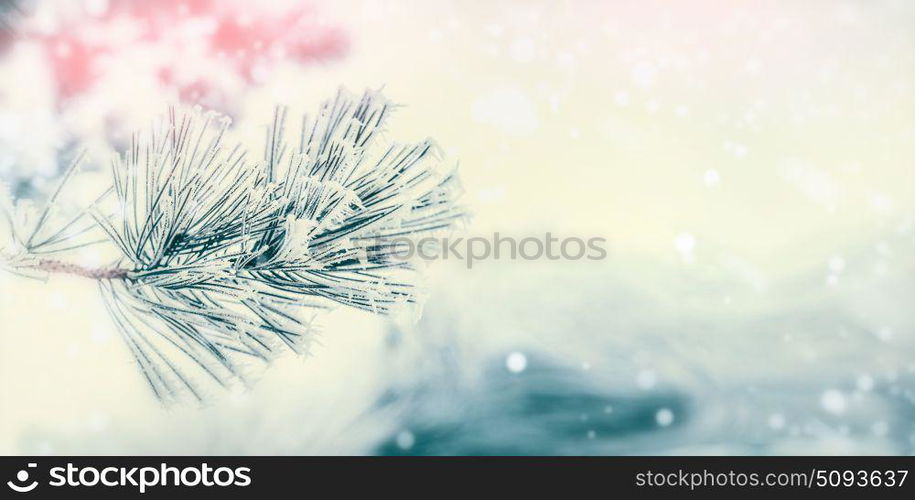 Branch of coniferous tree : cedar or fir covered with hoarfrost and snow at winter day background. Winter outdoor nature