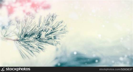 Branch of coniferous tree : cedar or fir covered with hoarfrost and snow at winter day background. Winter outdoor nature