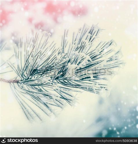 Branch of coniferous tree : cedar or fir covered with hoarfrost and snow at winter day background. Outdoor nature