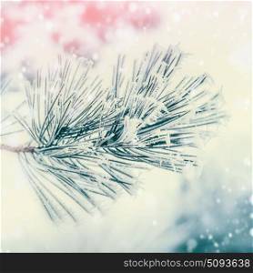 Branch of coniferous tree : cedar or fir covered with hoarfrost and snow at winter day background. Outdoor nature