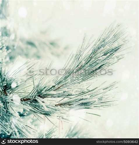Branch of coniferous tree covered with hoarfrost and snow at winter day background