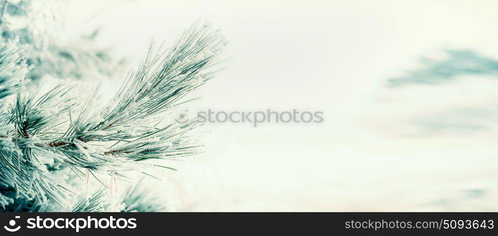 Branch of coniferous tree, pine or fir covered with hoarfrost and snow at winter day background, banner