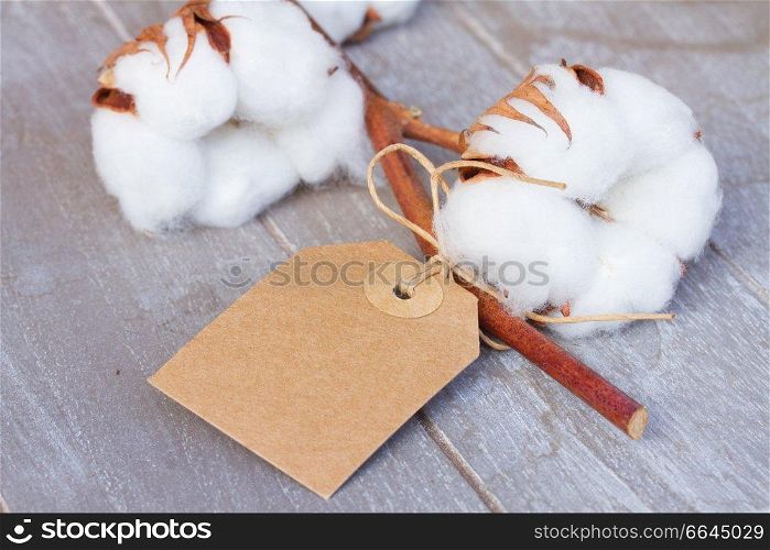 Branch of cotton plant bud  with empty label on wooden background. Cotton plant bud