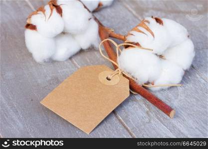 Branch of cotton plant bud  with empty label on wooden background. Cotton plant bud